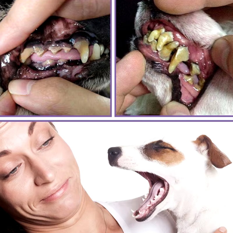 Caneta Gel Dental para Cães e Gatos